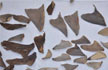 8,000 kg shark fins seized from Mumbai and Gujarat, four arrested